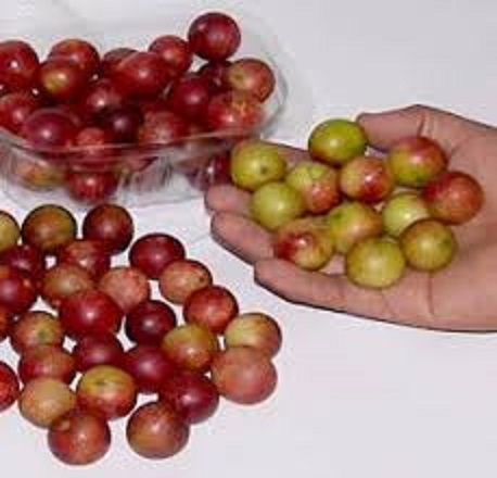 camu buah myrciaria dubia selva frutos peruana posee altas concentraciones vitamina enva